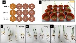 Figure 1: Wheat growth for Day 7.