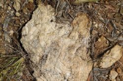 Figure 1. Highly weathered spodumene/feldspar pegmatite, Mt Finniss Project