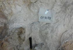 Figure 2. Pegmatite exposure in Mt Fitton Mine. Although lithium rich >1,000ppm Li2O, much of the reactive mineralogy has been weathered to clay minerals.