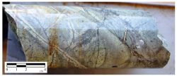 Figure 1: Gold in core from hole MD‐09, Dona Maria prospect. This interval from ~133.3m depth, yielded >2,000 g/t