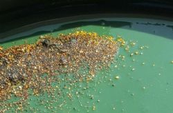 Free or native gold panned from outcrop at Quartz Zone