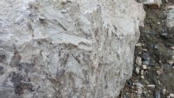 Figure 6. Image of large spodumene crystals in the pegmatite exposures at the Central Aubry prospect.