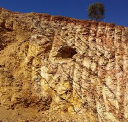 Figure 3: Gold bearing NW dipping sheeted quartz vein arrays exposed at the Boorara trial pit.