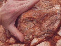 Spodumene mineralisation in the new Eastern Pegmatite
