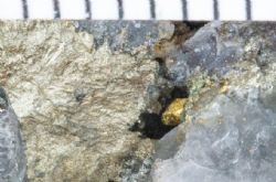 Visible free gold next to fresh sulphide (arsenopyrite) in quartz-carbonate veining from 263.80m down hole TGGRCDD110.