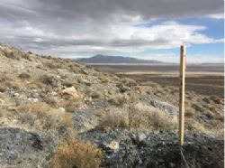 Cobalt Prospects Acquired In Nevada
