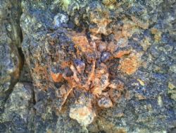 Devon Cut Prospect – Oxidised Mineralisation Textures