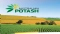 Australian Potash Ltd (ASX:APC) 空气取芯钻探确实了Yamarna金矿项目的金矿化连续性