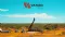 Vango Mining Limited (ASX:VAN) Marymia Gold Project Intersects High Grade Gold