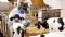 Apiam Animal Health Limited (ASX:AHX) H1 FY24 Results Announcement