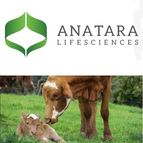 Anatara Research Report 'A Good Gut Feeling' by NDF Research