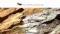 Alt Resources Ltd (ASX:ARS) Mt Roberts Gold Project Area Expansion