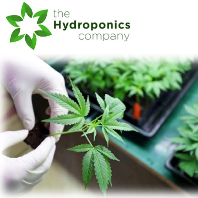 Canadian Hydroponics Division and Restatement of Objectives