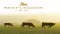 FINANCE VIDEO: BeefLedger Ltd (SOAR:BEEF) Interview with Charles Morris