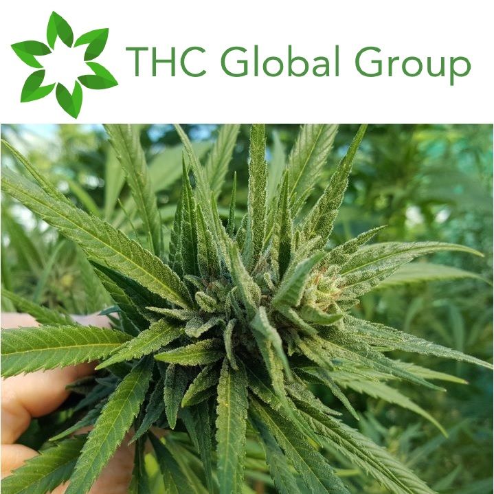 THC Global Share Purchase Plan Update