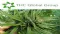 THC Global Group Limited (ASX:THC) Expands Cannabis Cultivation and Granted Export Licence