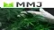 MMJ Group Holdings Ltd (MMJJF) Invests CAD$6m in WeedMD Inc.